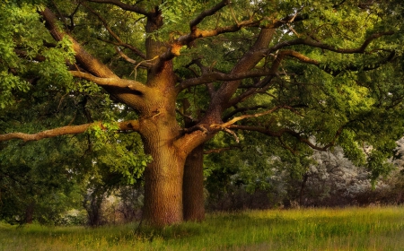 Giant trees - nature, tree, giant, forest