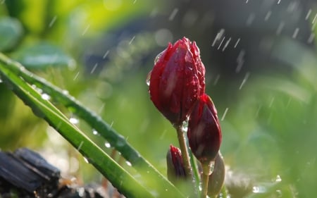 Tulips - tulips, water drops, red, green, rain, spring, flower