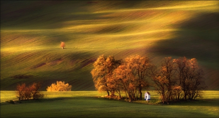 Green Carpit - nature, fields, amazing, trees