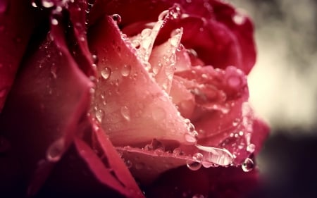 Rose - macro, water drops, pink, wet, rose, flower