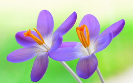 Crocus - crocus, purple, pink, green, spring, flower