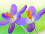 Crocus