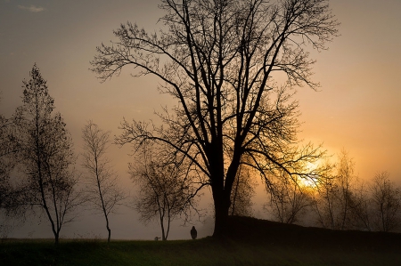 Sunset - beautiful, tree, nature, sunset