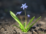 Wild Flowers