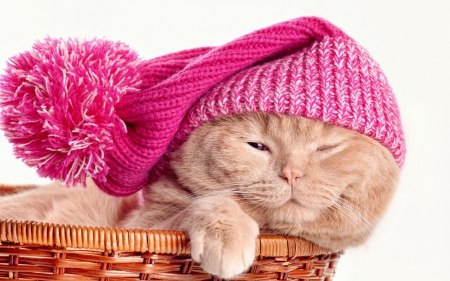 Cat - funny, animal, winter, pink, cute, sweet, cat, pisica, hat, orange, basket, ginger