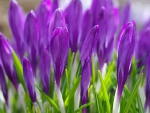 Crocuses