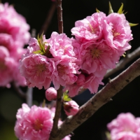 download cherry blossom 10k download cherry blossom 10k