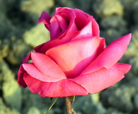 Beauty of Rose - beauty, nature, closeup, roses, petals, flowers