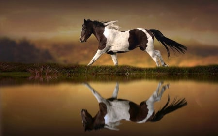 Horse Reflection - sunset, horse, reflection, animals