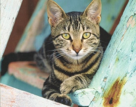 Cat - feline, tabby, cute, paws, cat