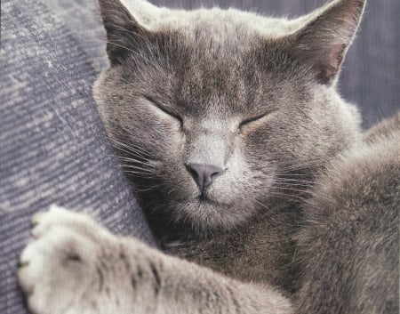 Gray cat - cute, paws, feline, cat