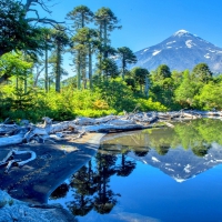 Araucaria Reflections