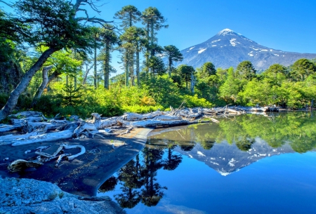 Araucaria Reflections - beach, trees, volcanos, chile, summer, mountains, lakes, mirror water, forest, reflection, blue, beautiful, green