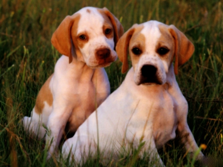 puppies - puppy, canine, dog, grass