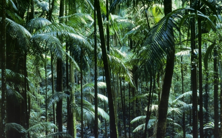 tamborine park - park, tamborine, tree, forest