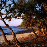 tea tree beach noosa