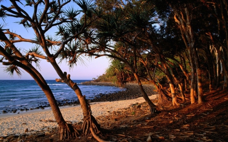 tea tree beach noosa - tea, noosa, beach, tree