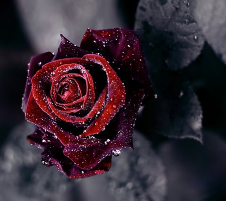 Forces of nature - beautiful, red, valentine, rose, droplets, love