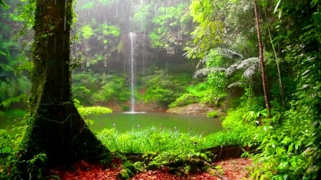 Forest waterfall - nature, fall, trees, forest, beautiful, green, waterfall