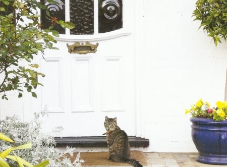 Cat - door, feline, tabby, cute, paws, cat