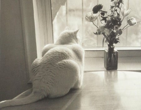 Cat - white, paws, window, cat, feline, cute, vase