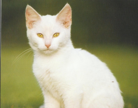 White Cat - white, paws, cat, feline, cute