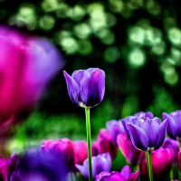 PURPLE TULIPS