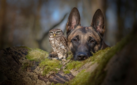 Friends - bird, wolf, dog, german, forest, friend, owl, animal, green, couple