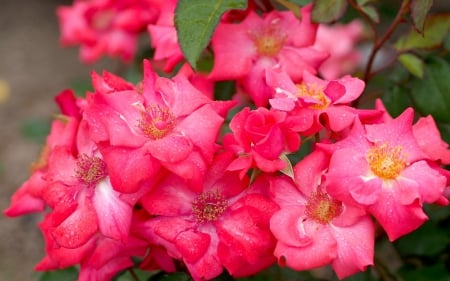 Roses - close-up, macro, rose, flower, pink