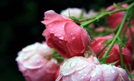 Pink Roses - nature, roses, pink, beautiful, flowers