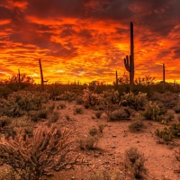 Saguaro National Park, Arizona