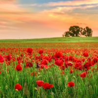 Poppy Field at Sunset