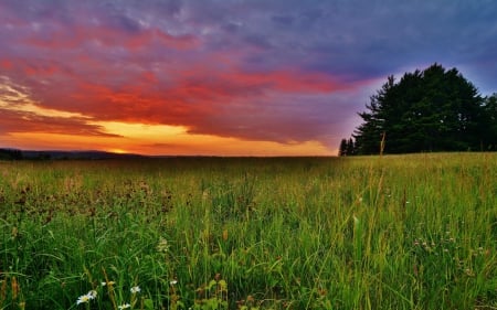 Sunset - fields, trees, sunset, clouds