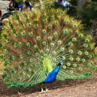 Peacock in Full Plumage