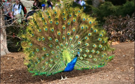 Peacock in Full Plumage - animals, peacock, feathers, birds, colorful