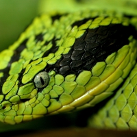 green snake