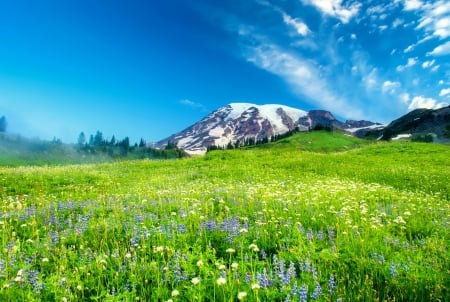 Mountain wildflowers