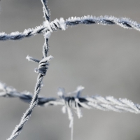 Frozen barbed wire