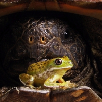 Big turtle and little frog