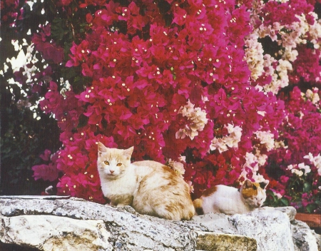 Cats - flowers, feline, cute, paws, cat