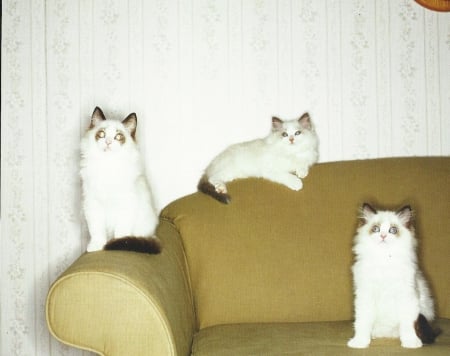 Cats - felines, couch, cute, cats, paws