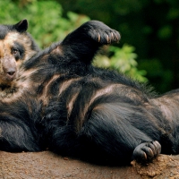 Spectacled Bear