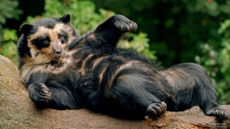 Spectacled Bear - bear, spectacled bear, bears, animals