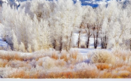 Winter - foreat, winter, frost, trees, snow