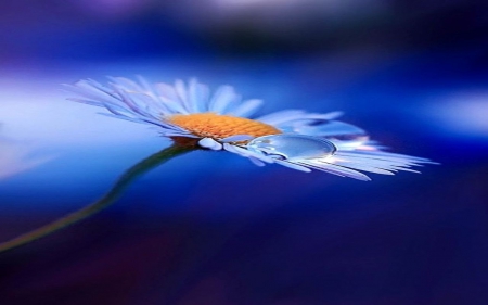 Blue Dewdrops - nature, blue, daisy, dewdrops, flower, light