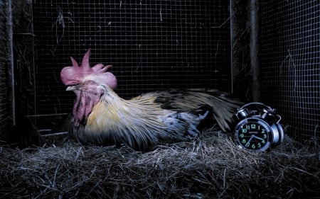 Rooster - bird, nest, rooster, rythmn, clock