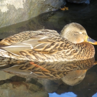 Sleeping Duck