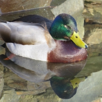 Sleeping Duck 2