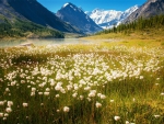 Summer Flowers On The Mountain Lake