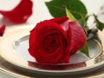 * Red rose...*